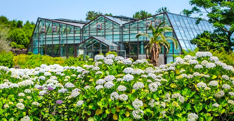 A green house with white flowers Description automatically generated
