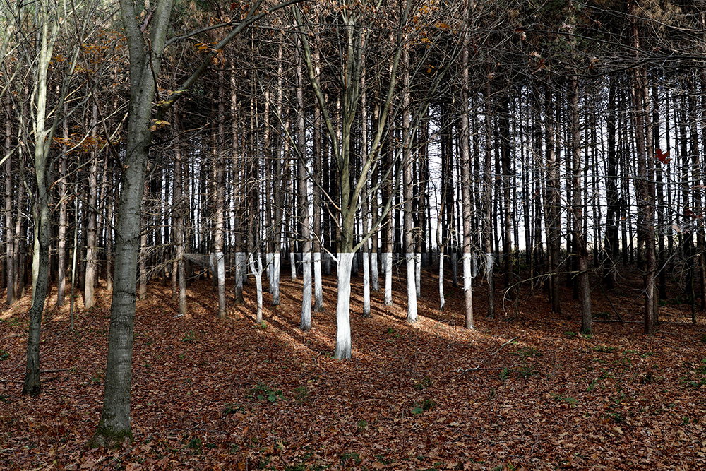 리타케셀링 RythÂ Kesselring, Abstractions géographiques_strophe d'épinettes, 2025&nbsp; 사진